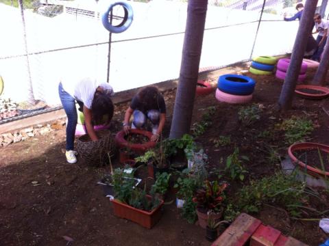 Plantação de ervas aromáticas -  Com a ajuda dos voluntários plantamos em paletes e em pneus.